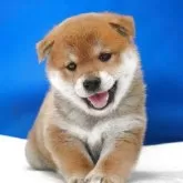 柴犬(標準サイズ)
