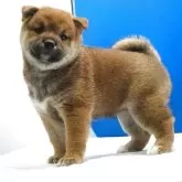 柴犬(標準サイズ)【愛知県・女の子・2025年6月10日・赤】の写真1