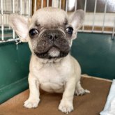 フレンチブルドッグ