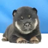 柴犬(標準サイズ)
