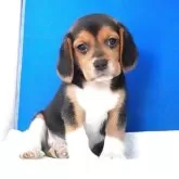 ビーグル