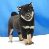 柴犬(標準サイズ)