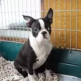 ボストンテリア【愛知県・男の子・2025年7月6日・ブリンドル&ホワイト】の写真2