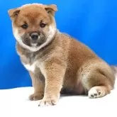 柴犬(標準サイズ)【愛知県・女の子・2025年6月10日・赤】の写真2