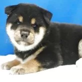 柴犬(標準サイズ)【愛知県・男の子・2025年6月10日・黒】の写真3