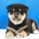 柴犬(標準サイズ)【愛知県・男の子・2025年6月10日・黒】の写真5