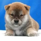 柴犬(標準サイズ)【愛知県・男の子・2025年5月20日・赤】の写真5