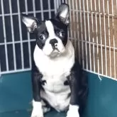 ボストンテリア【愛知県・男の子・2025年7月6日・ブリンドル&ホワイト】の写真6