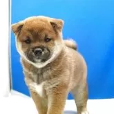 柴犬(標準サイズ)【愛知県・女の子・2025年6月10日・赤】の写真7