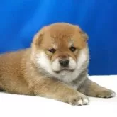 柴犬(標準サイズ)【愛知県・男の子・2025年7月24日・赤】の写真10
