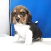 ビーグル【愛知県・男の子・2025年11月1日・ハウンドカラー】の写真9