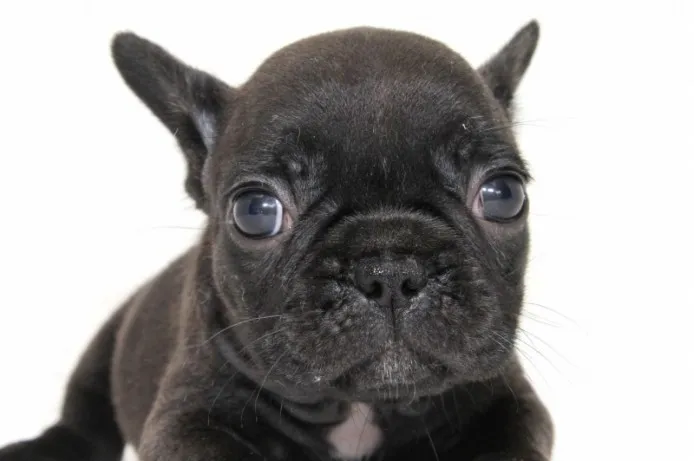 ID：1306-00319の子犬