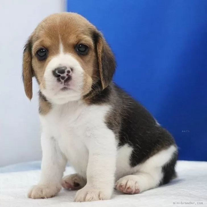 ID：2407-01821の子犬
