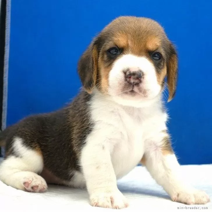 ID:2404-02124の子犬