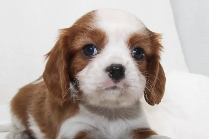 ID：1401-01225の子犬