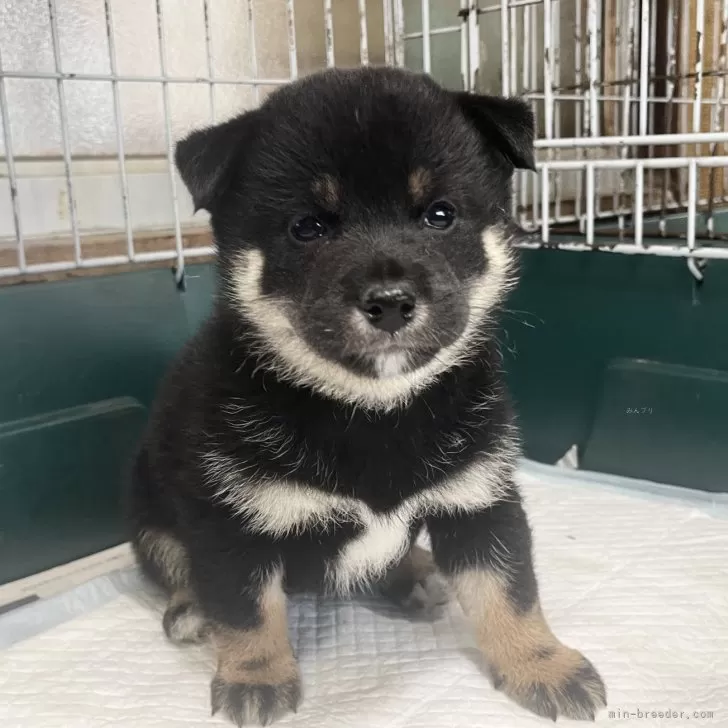 ID：2407-05917の子犬