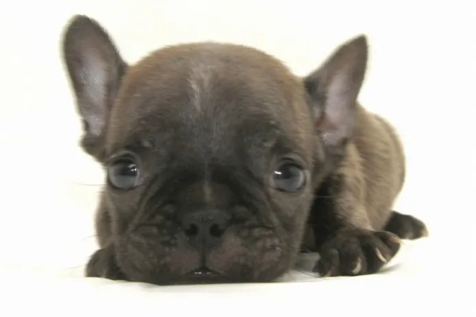 ID：1406-01136の子犬