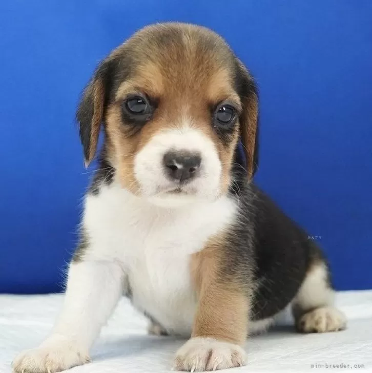 ID:2407-01589の子犬