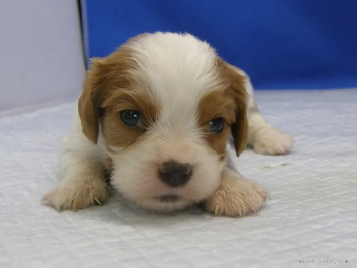 ID：1908-02752の子犬