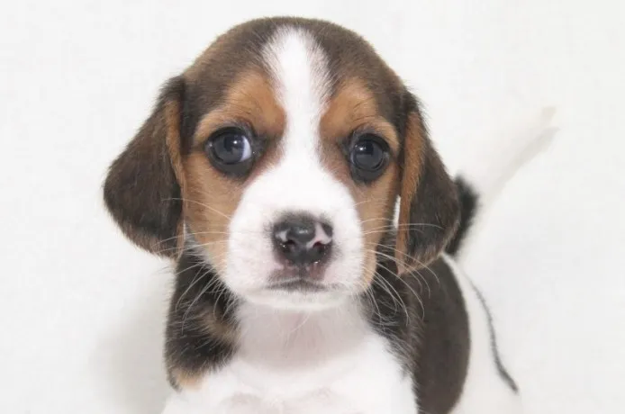 ルナママ 様のお迎えした子犬