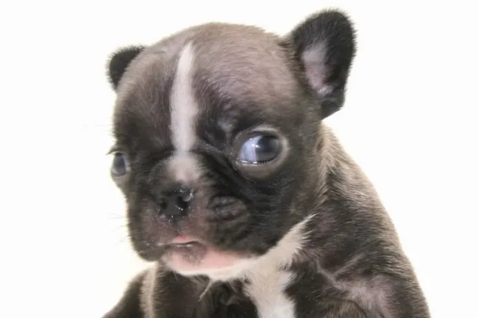 ID：1405-01199の子犬