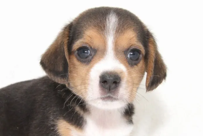 ID：1306-00326の子犬