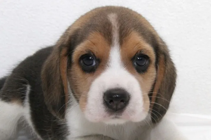 ID:1407-01082の子犬