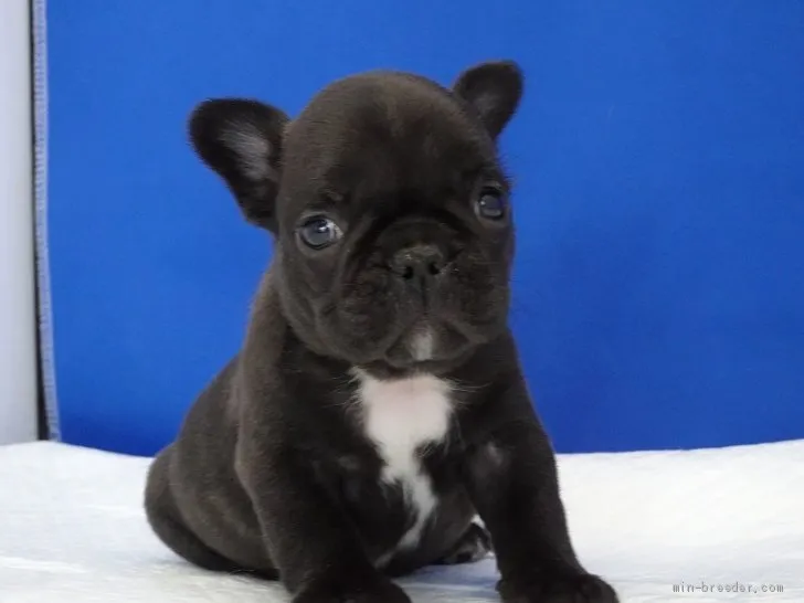 ID:2011-03719の子犬