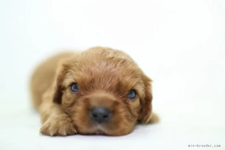 ID：1708-00588の子犬