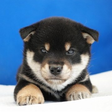 柴犬(標準サイズ)【愛知県・男の子・2024年2月4日・黒】の写真「キリッとした男前さん!!」