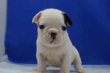 フレンチブルドッグ【愛知県・男の子・2021年8月5日・パイド】の写真「とっても可愛いパイドの男の子です。」