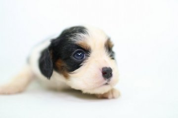 キャバリア【愛知県・女の子・2017年5月24日・トライ】の写真「まだ小さいです。牛柄です。」