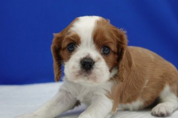 キャバリア【愛知県・女の子・2020年12月28日・ブレンハイム】の写真「とってもキュートな女の子。」