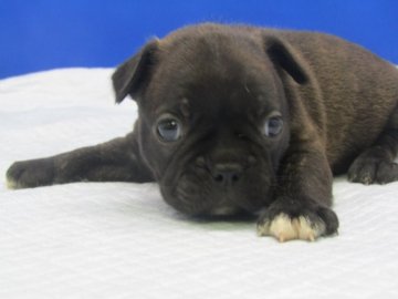 ミックス(ボストンテリア×フレンチブルドッグ【愛知県・女の子・2019年5月29日・ブリンドル】の写真「小ぶりな女の子。」