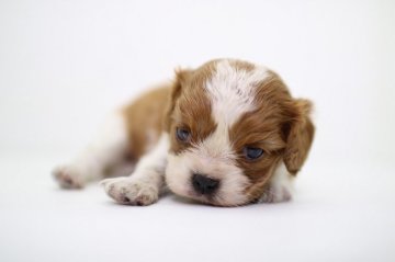 キャバリア【愛知県・女の子・2016年5月30日・ブレンハイム】の写真「」