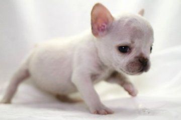 フレンチブルドッグ【愛知県・男の子・2014年11月25日・クリーム】の写真「」