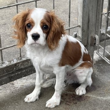 キャバリア【愛知県・男の子・2023年9月28日・ブレンハイム】の写真「おとなしい男の子です。」
