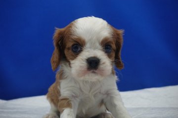 キャバリア【愛知県・男の子・2021年7月10日・ブレンハイム】の写真「とっても優しい顔をしています。」