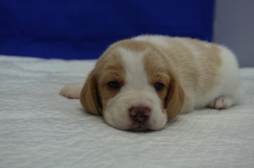 ビーグル【愛知県・女の子・2020年9月16日・レモン&ホワイト】の写真「とっても優しいお顔をした女の子です。」