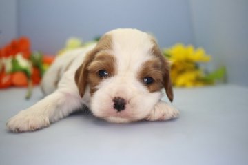 キャバリア【愛知県・女の子・2019年2月26日・ブレンハイム】の写真「かわいこちゃん。」