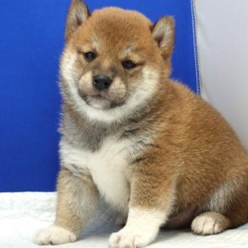柴犬(標準サイズ)【愛知県・男の子・2022年5月31日・赤】の写真「左足に白いクツシタをはいています。」