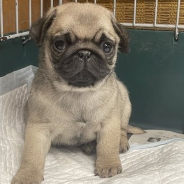 パグ【愛知県・男の子・2023年2月17日・フォーン】の写真「ちょっぴりヤンチャな可愛い男の子。」