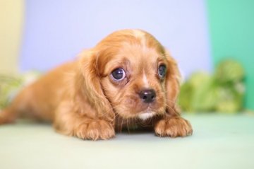 キャバリア【愛知県・男の子・2018年7月11日・ルビー】の写真「小ぶりなルビーの男の子です。」