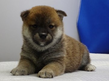 柴犬(標準サイズ)【愛知県・女の子・2021年12月4日・赤】の写真「小ぶりな女の子。」