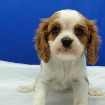 キャバリア【愛知県・女の子・2022年6月23日・ブレンハイム】の写真「チョットビビリなキュートな女の子。」