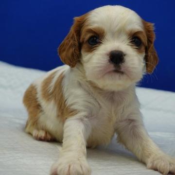 キャバリア【愛知県・女の子・2022年7月10日・ブレンハイム】の写真「表情豊かな女の子です。」