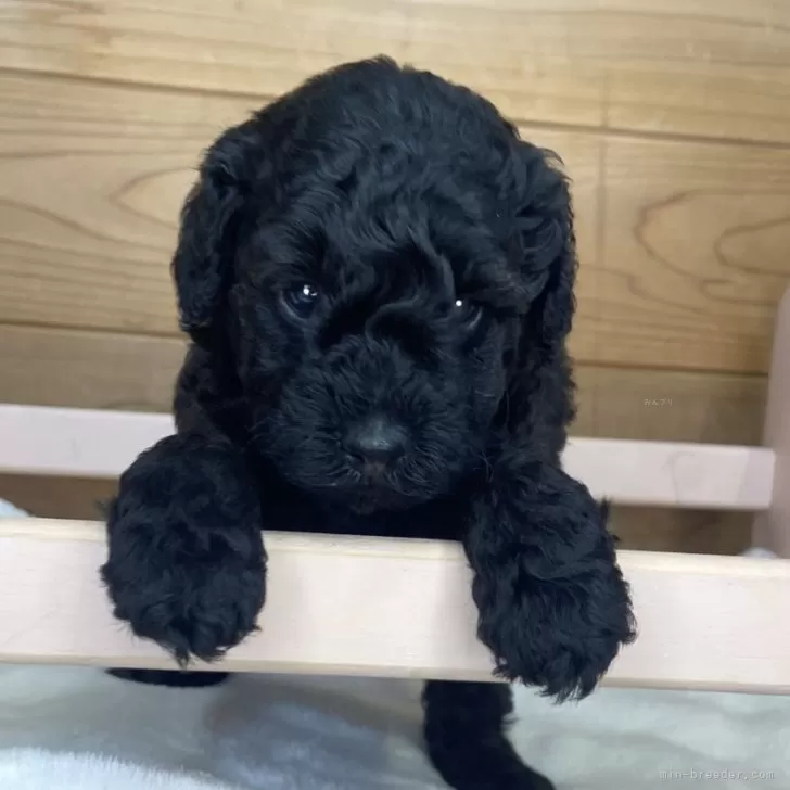 ID：2407-05581の子犬