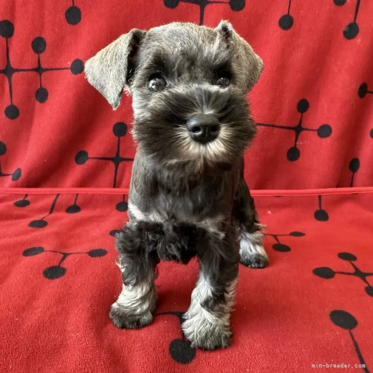 ミニチュアシュナウザー【栃木県・女の子・2025年10月24日・ソルト&amp;ペッパー】の写真1