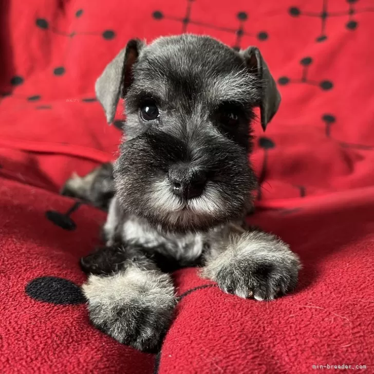 ID:2501-02577の子犬