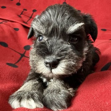 ミニチュアシュナウザー【栃木県・男の子・2025年9月30日・ブラック&シルバー】の写真「兄妹唯一のBS 男の子」